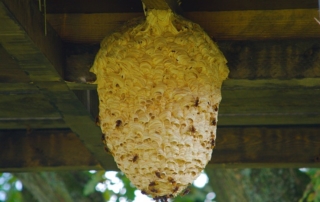 darázsfészek - Darázsirtás Dunaújvárosban és Fejér megyében