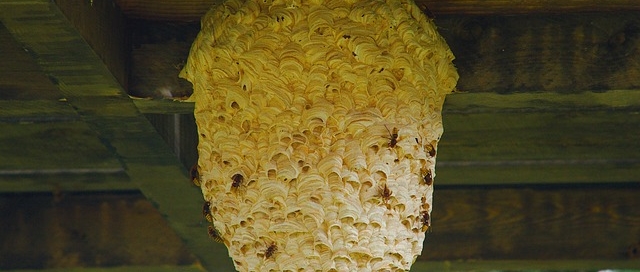 darázsfészek - Darázsirtás Dunaújvárosban és Fejér megyében