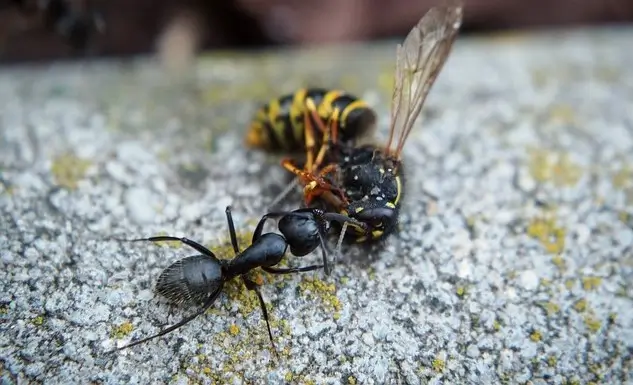 Közelről fotózott faodvasító lóhangya, amint egy darázs tetemét vizsgálja egy sziklás felületen.