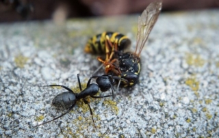 Lóhangya hurcól egy darázs tetemet.