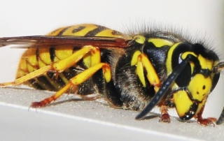 darázs - Darázsirtás, darázsmentesítés Dunaújváros és Fejér megye