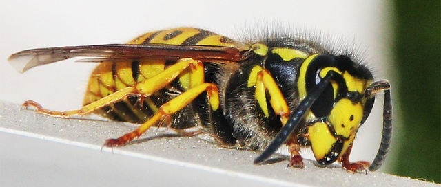 darázs - Darázsirtás, darázsmentesítés Dunaújváros és Fejér megye