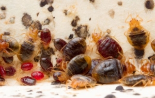 Ágyi poloskák tömege - poloskirtás Fejér megyében