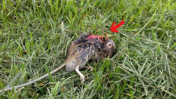 Darázs egy elhullott patkány tetemen