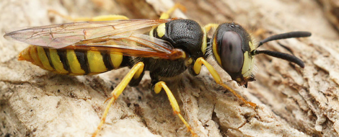 Méhfarkas - darázsmentesítés Dunaújváros és Fejér megye