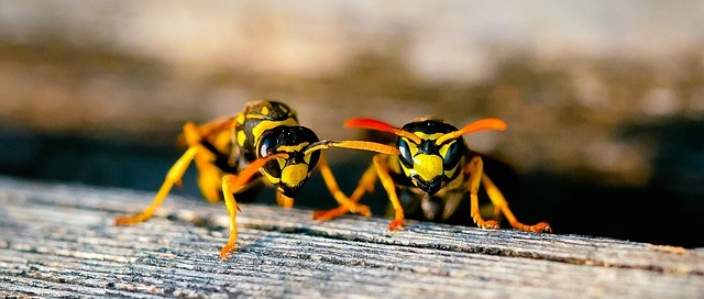 darazsak irtása Dunaújvárosban és Fejér megyében