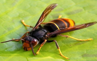 lódarázs - darázsirtás Dunaújváros és Fejér megye